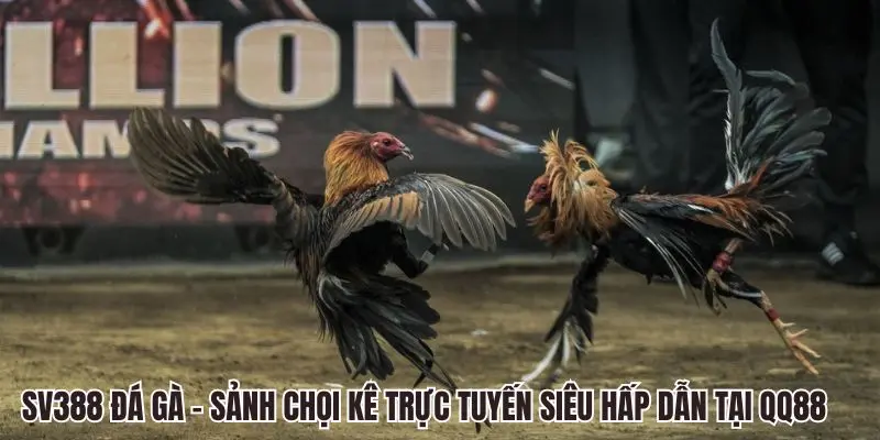 SV388 Đá gà QQ88